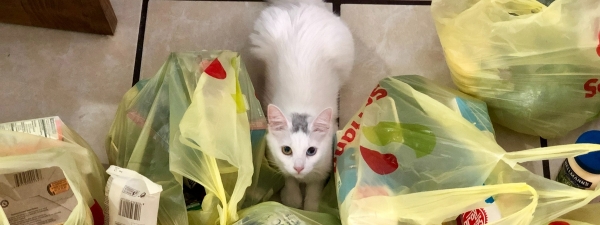 Жителям Германии посоветовали запастись продуктами, лекарствами и средствами гигиены                                 
            Жителям Германии посоветовали запастись продуктами, лекарствами и средствами гигиены