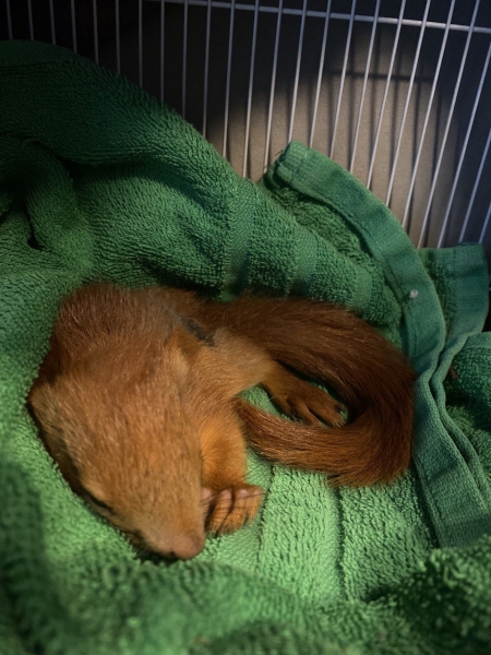 
            Минчанка спасла маленькую белочку от напавших на нее ворон                                