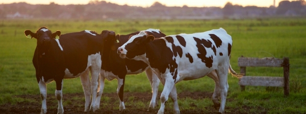 
            Разбавляла молоко и выписывала премии за высокие надои: в Волковыске будут судить заведующую МТК                                