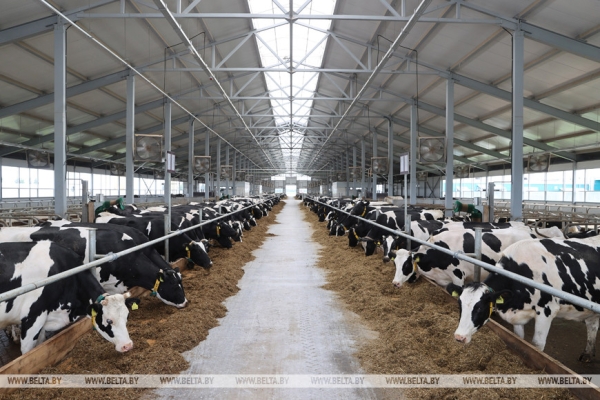 Лукашенко: наша задача - за пятилетку уйти от этих диких ферм и построить технологичные комплексы Лукашенко: наша задача - за пятилетку уйти от этих диких ферм и построить технологичные комплексы