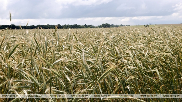 Лукашенко проинспектировал экспериментальные поля на малой родине Лукашенко проинспектировал экспериментальные поля на малой родине