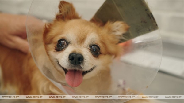 "В сутки принимал до 80 пациентов и делал по 5-6 операций". Ветврач о своей работе