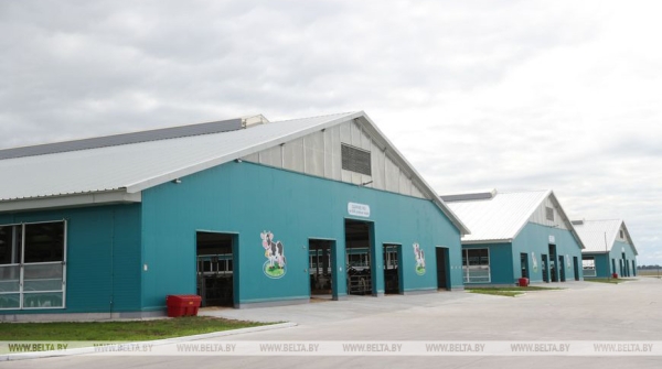 Лукашенко: наша задача - за пятилетку уйти от этих диких ферм и построить технологичные комплексы Лукашенко: наша задача - за пятилетку уйти от этих диких ферм и построить технологичные комплексы