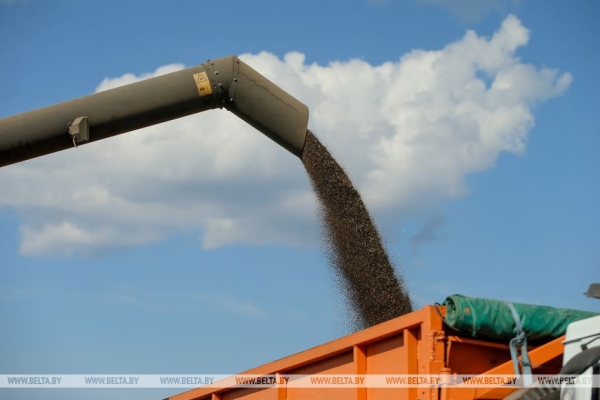 "Это революция будет на селе". На какую сельхозкультуру Лукашенко сделал верную ставку? "Это революция будет на селе". На какую сельхозкультуру Лукашенко сделал верную ставку?