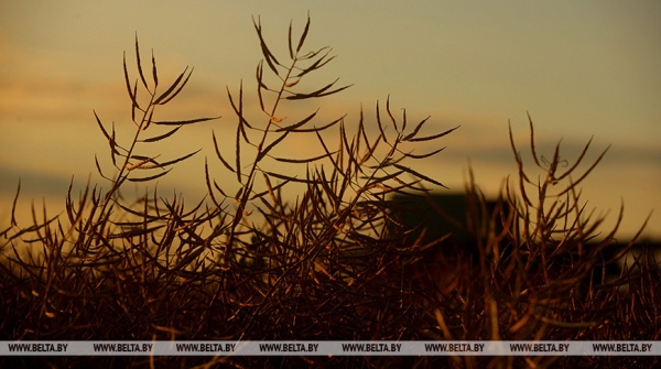 "Это революция будет на селе". На какую сельхозкультуру Лукашенко сделал верную ставку? "Это революция будет на селе". На какую сельхозкультуру Лукашенко сделал верную ставку?
