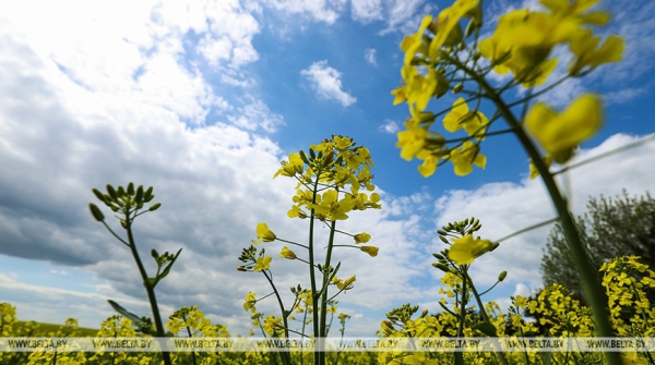 "Это революция будет на селе". На какую сельхозкультуру Лукашенко сделал верную ставку? "Это революция будет на селе". На какую сельхозкультуру Лукашенко сделал верную ставку?
