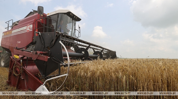 В Беларуси озимый ячмень убрали на 10,5 тыс. га В Беларуси озимый ячмень убрали на 10,5 тыс. га