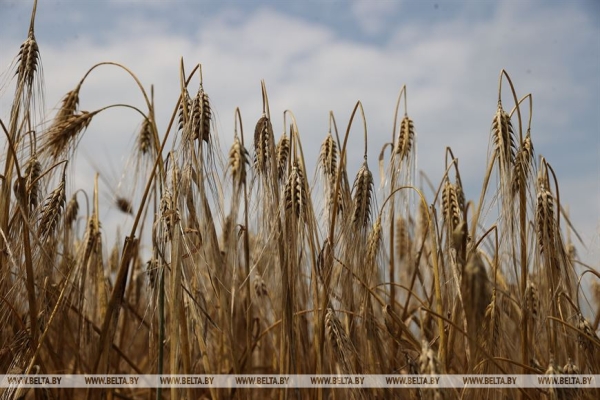 "Мы не ошиблись". Вице-премьер об увеличении посевов озимого ячменя