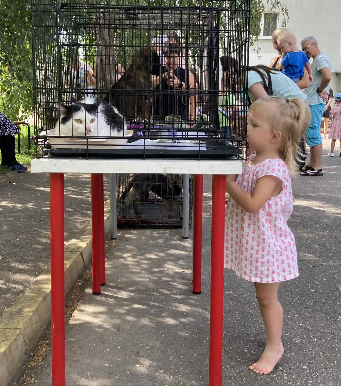 Витебскому приюту для животных «Добрик» — 12 лет