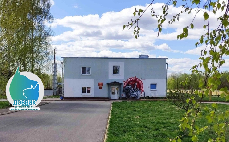 Витебскому приюту для животных «Добрик» — 12 лет