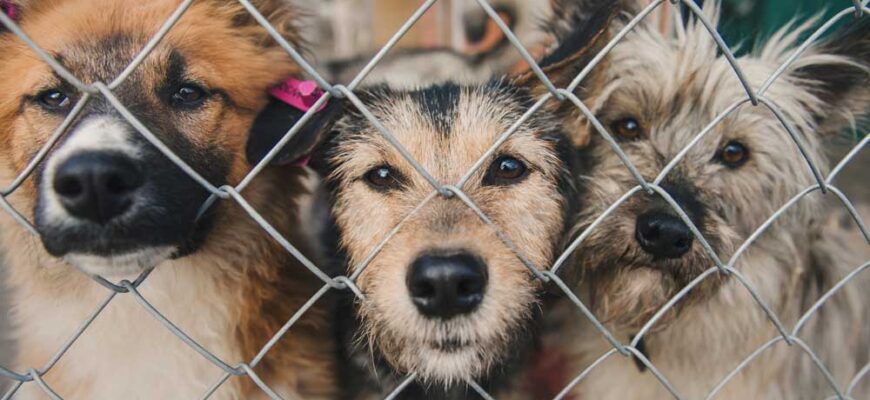 Витебскому приюту для животных «Добрик» — 12 лет