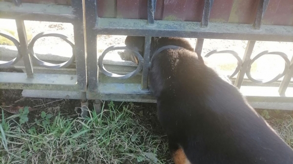 В Волковыске спасатели вызволили застрявшего в заборе щенка