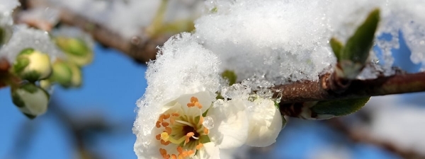 Как белорусам защитить цветущий сад от весенних заморозков? Вот чем поможет прошлогодняя листва — Полезно                                 
            Как белорусам защитить цветущий сад от весенних заморозков? Вот чем поможет прошлогодняя листва — Полезно