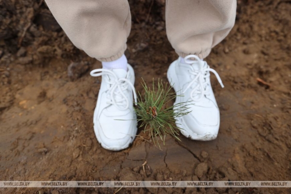 Копаем глубоко, высаживаем бережно. Команда БЕЛТА помогла восстановить лес в Столбцовском районе Копаем глубоко, высаживаем бережно. Команда БЕЛТА помогла восстановить лес в Столбцовском районе