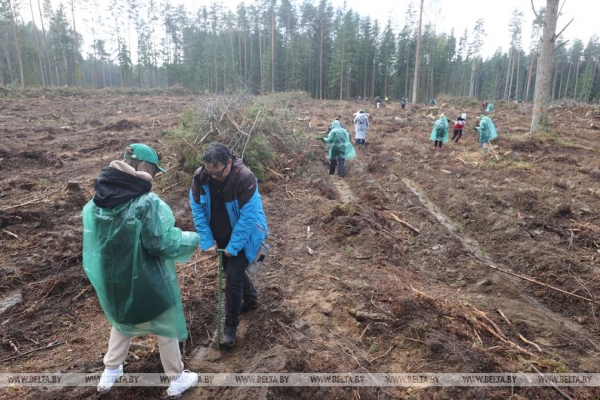 Копаем глубоко, высаживаем бережно. Команда БЕЛТА помогла восстановить лес в Столбцовском районе Копаем глубоко, высаживаем бережно. Команда БЕЛТА помогла восстановить лес в Столбцовском районе
