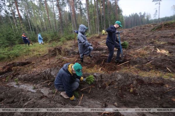 Копаем глубоко, высаживаем бережно. Команда БЕЛТА помогла восстановить лес в Столбцовском районе Копаем глубоко, высаживаем бережно. Команда БЕЛТА помогла восстановить лес в Столбцовском районе