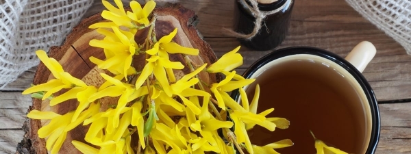 Чувствуете признаки простуды? Чай из цветов этого кустарника укрепит иммунитет — Полезно
Чувствуете признаки простуды? Чай из цветов этого кустарника укрепит иммунитет — Полезно