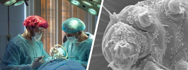 Учёные открыли протеин, замедляющий старение. Его взяли у тихоходок и внедрили в клетки людей                                 
            Учёные открыли протеин, замедляющий старение. Его взяли у тихоходок и внедрили в клетки людей