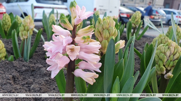 Сильный ветер и дожди прогнозируются сегодня в Беларуси