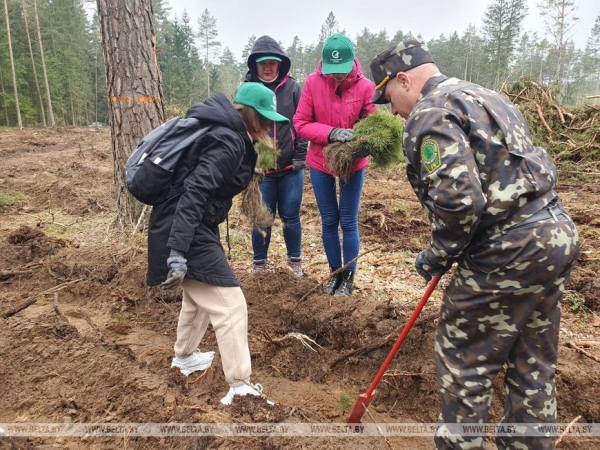 Копаем глубоко, высаживаем бережно. Команда БЕЛТА помогла восстановить лес в Столбцовском районе Копаем глубоко, высаживаем бережно. Команда БЕЛТА помогла восстановить лес в Столбцовском районе