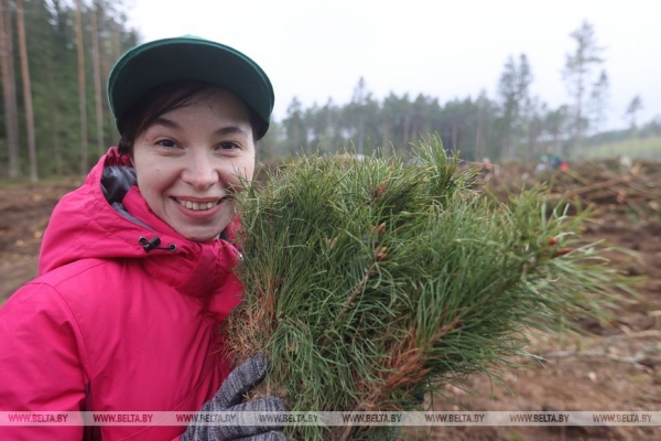 Копаем глубоко, высаживаем бережно. Команда БЕЛТА помогла восстановить лес в Столбцовском районе Копаем глубоко, высаживаем бережно. Команда БЕЛТА помогла восстановить лес в Столбцовском районе