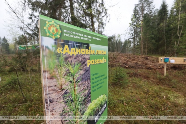 Копаем глубоко, высаживаем бережно. Команда БЕЛТА помогла восстановить лес в Столбцовском районе Копаем глубоко, высаживаем бережно. Команда БЕЛТА помогла восстановить лес в Столбцовском районе