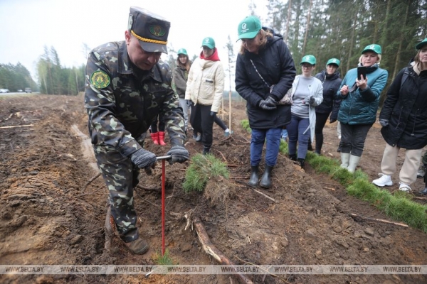 Копаем глубоко, высаживаем бережно. Команда БЕЛТА помогла восстановить лес в Столбцовском районе Копаем глубоко, высаживаем бережно. Команда БЕЛТА помогла восстановить лес в Столбцовском районе