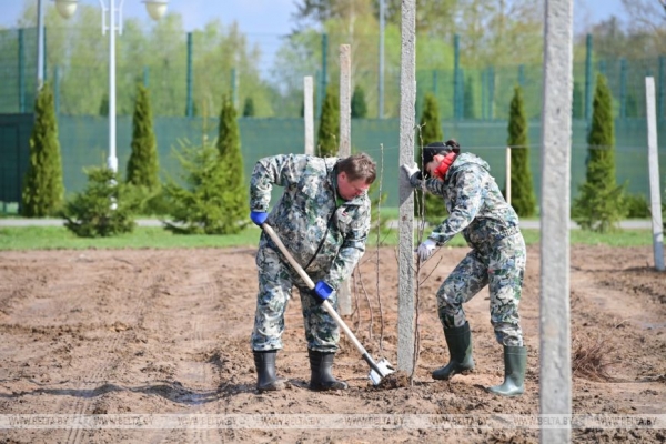 "Белорусское сладкое" и "Сябрына". Лукашенко проводит субботник на своей малой родине