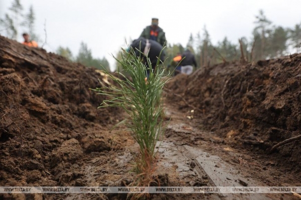 Копаем глубоко, высаживаем бережно. Команда БЕЛТА помогла восстановить лес в Столбцовском районе Копаем глубоко, высаживаем бережно. Команда БЕЛТА помогла восстановить лес в Столбцовском районе